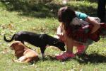 El sábado 13 y domingo 14 de noviembre, en el parque Rodó, se realizará una jornada de adopción de perros y gatos.