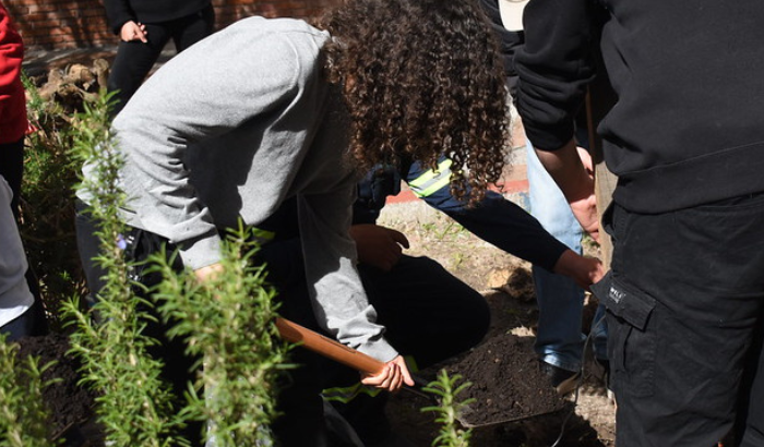 El Municipio B realizó la plantación de un lapacho rosado en el patio de la institución.