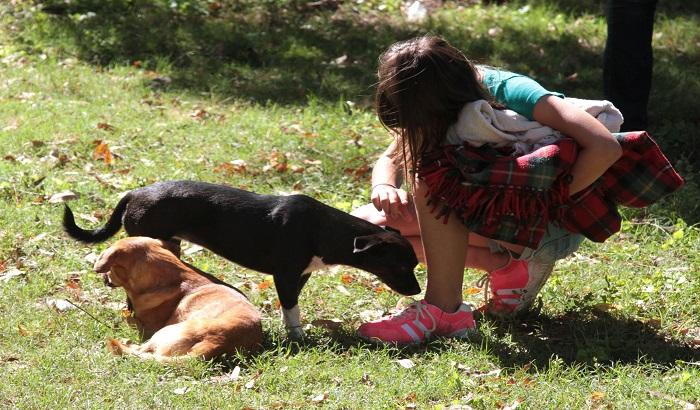 El sábado 13 y domingo 14 de noviembre, en el parque Rodó, se realizará una jornada de adopción de perros y gatos.